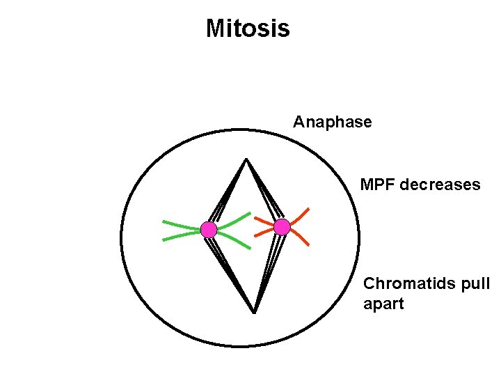 Mitosis Anaphase MPF decreases Chromatids pull apart 