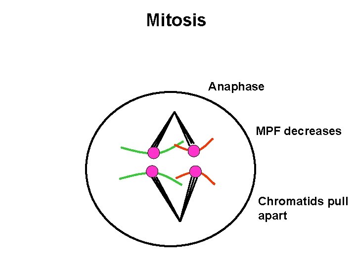 Mitosis Anaphase MPF decreases Chromatids pull apart 