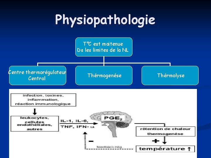 Physiopathologie T°C est maitenue Ds les limites de la NL Centre thermorégulateur Central Thérmogenése