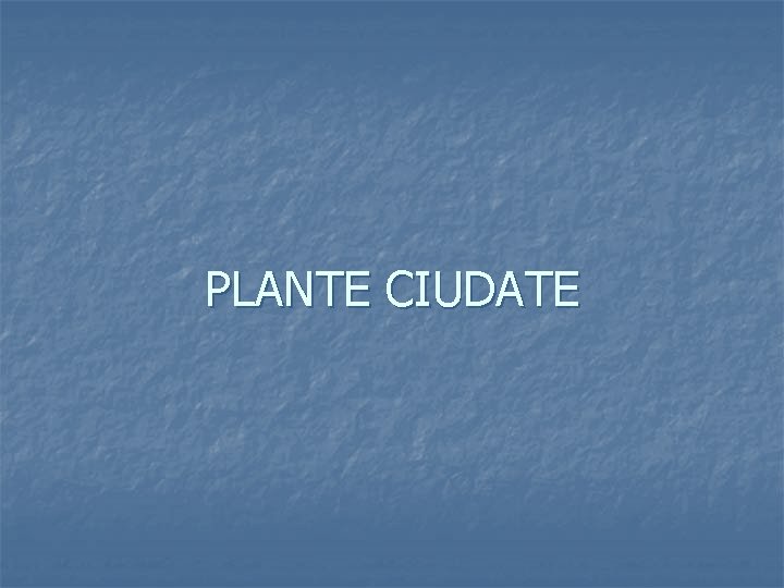 PLANTE CIUDATE 