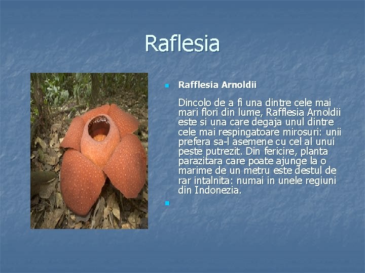 Raflesia n Rafflesia Arnoldii Dincolo de a fi una dintre cele mai mari flori