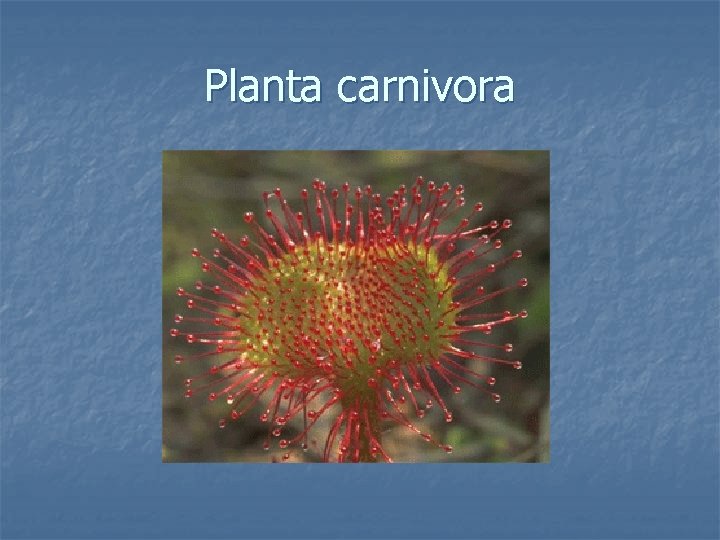 Planta carnivora 