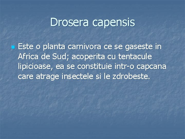 Drosera capensis n Este o planta carnivora ce se gaseste in Africa de Sud;