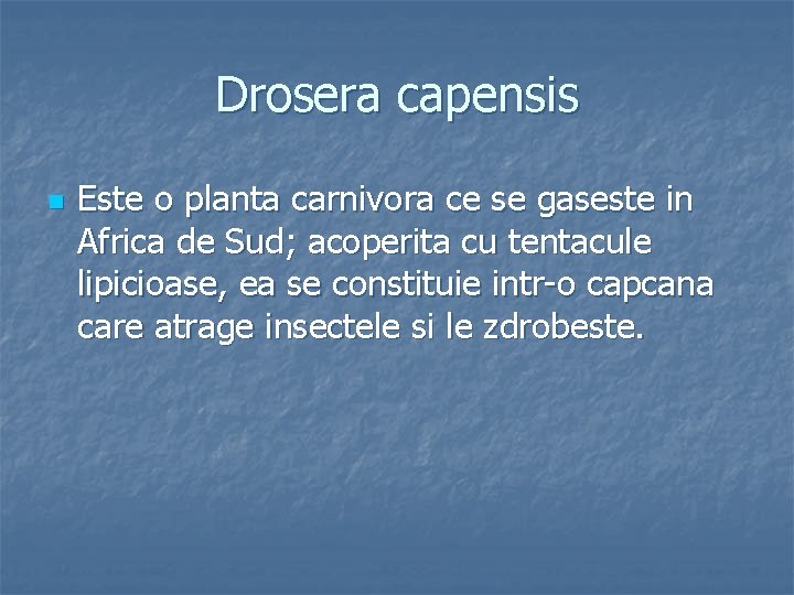 Drosera capensis n Este o planta carnivora ce se gaseste in Africa de Sud;
