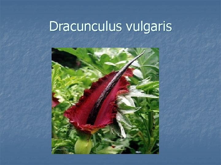 Dracunculus vulgaris 