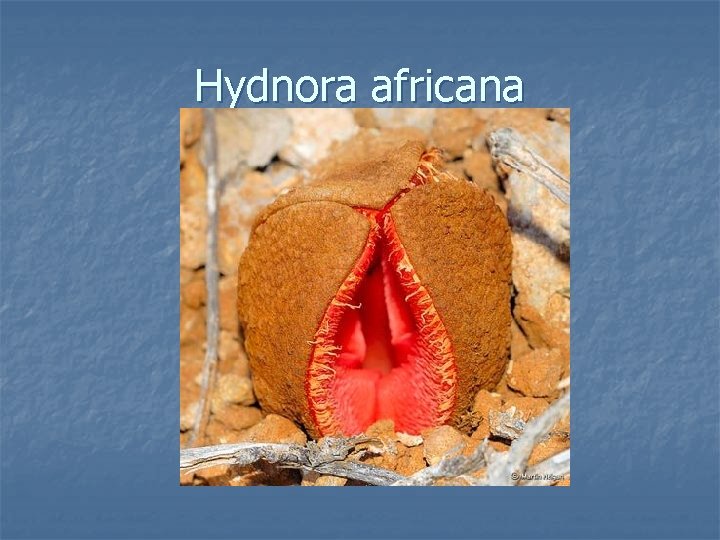 Hydnora africana 