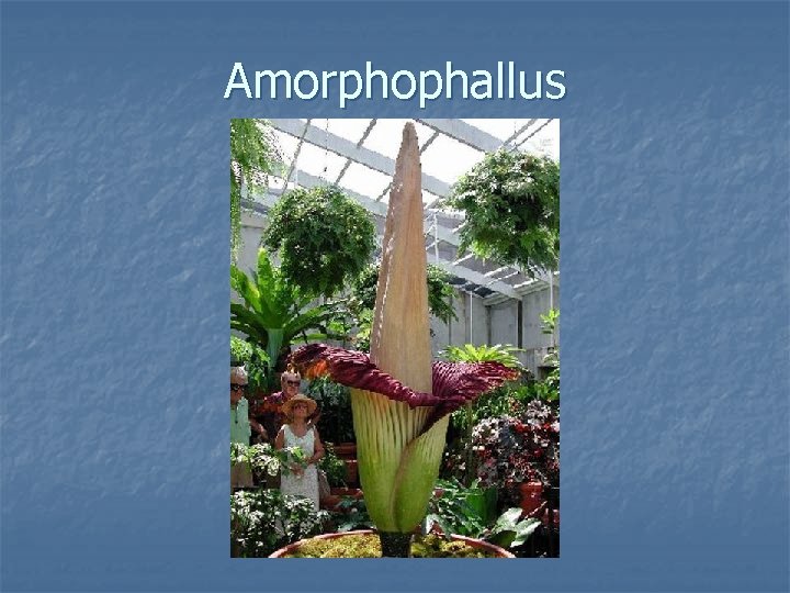 Amorphophallus 