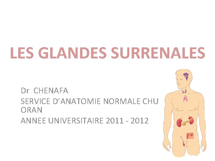 LES GLANDES SURRENALES Dr CHENAFA SERVICE D’ANATOMIE NORMALE CHU ORAN ANNEE UNIVERSITAIRE 2011 -