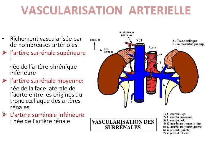 VASCULARISATION ARTERIELLE • Richement vascularisée par de nombreuses artérioles: Ø l’artère surrénale supérieure :