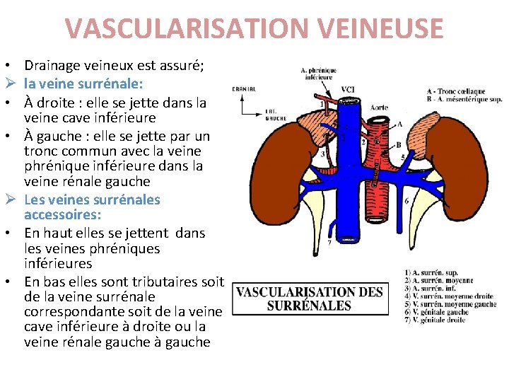 VASCULARISATION VEINEUSE • Drainage veineux est assuré; Ø la veine surrénale: • À droite