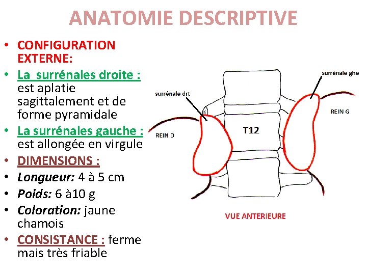 ANATOMIE DESCRIPTIVE • CONFIGURATION EXTERNE: • La surrénales droite : est aplatie sagittalement et