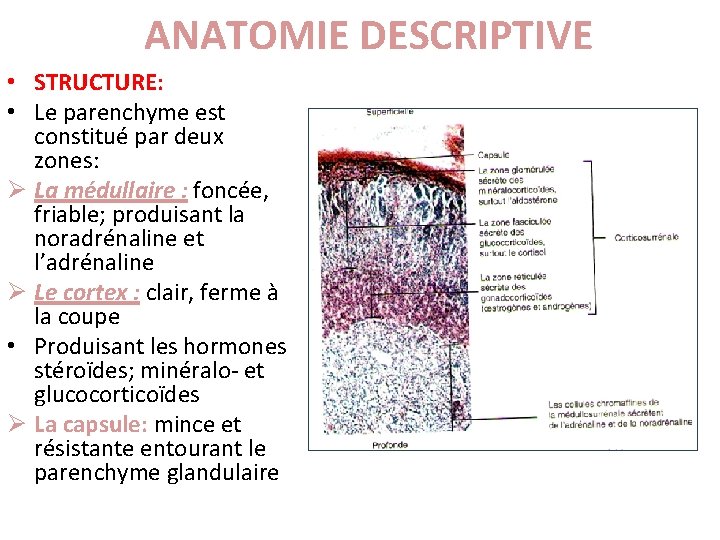 ANATOMIE DESCRIPTIVE • STRUCTURE: • Le parenchyme est constitué par deux zones: Ø La