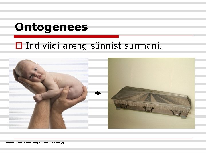 Ontogenees o Indiviidi areng sünnist surmani. http: //www. naistemaailm. ee/img/art/cadeb 732528 fbb 0. jpg