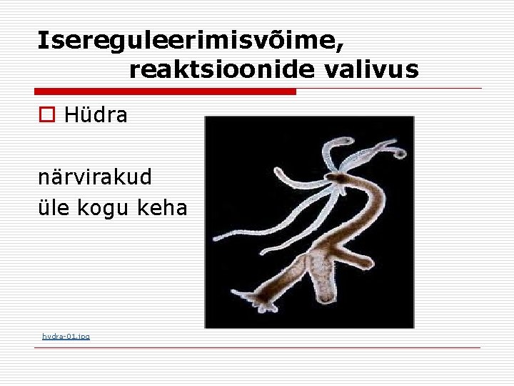 Isereguleerimisvõime, reaktsioonide valivus o Hüdra närvirakud üle kogu keha hydra‑ 01. jpg 