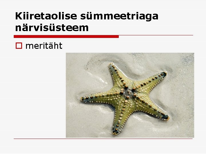 Kiiretaolise sümmeetriaga närvisüsteem o meritäht 