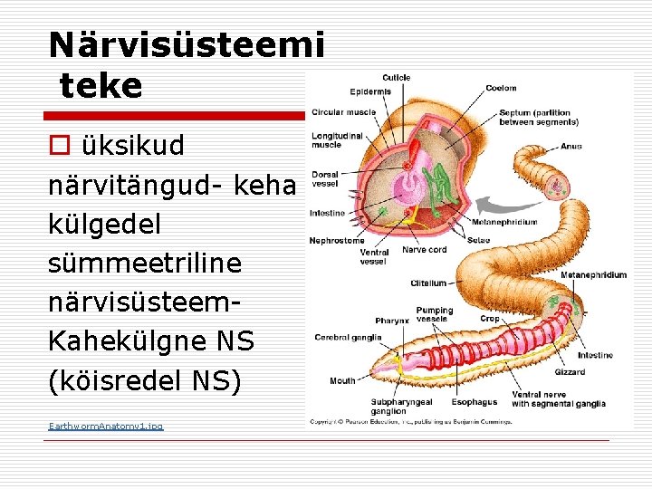 Närvisüsteemi teke o üksikud närvitängud- keha külgedel sümmeetriline närvisüsteem. Kahekülgne NS (köisredel NS) Earthworm.