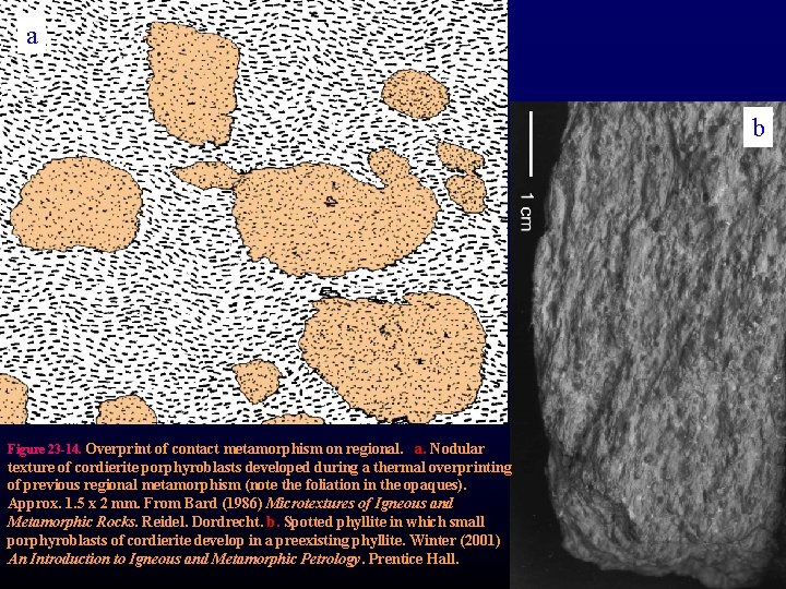 a b Figure 23 -14. Overprint of contact metamorphism on regional. a. Nodular texture