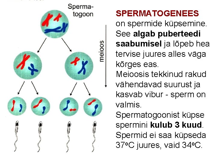 SPERMATOGENEES on spermide küpsemine. See algab puberteedi saabumisel ja lõpeb hea tervise juures alles