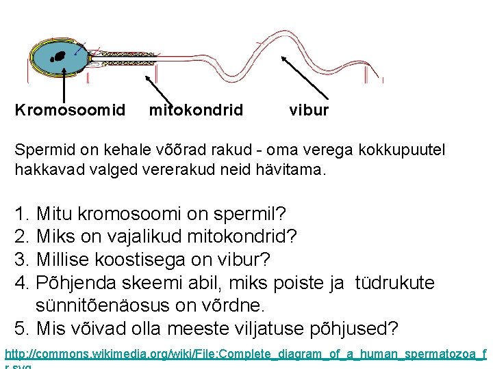 Kromosoomid mitokondrid vibur Spermid on kehale võõrad rakud - oma verega kokkupuutel hakkavad valged