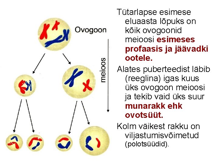 Tütarlapse esimese eluaasta lõpuks on kõik ovogoonid meioosi esimeses profaasis ja jäävadki ootele. Alates