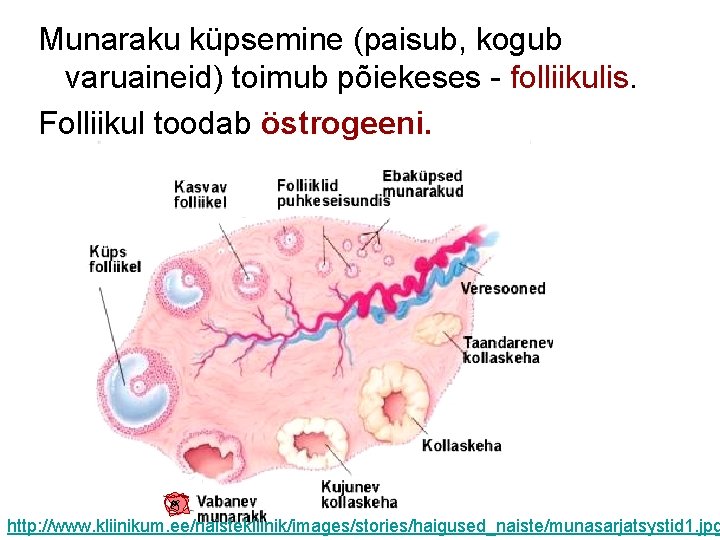 Munaraku küpsemine (paisub, kogub varuaineid) toimub põiekeses - folliikulis. Folliikul toodab östrogeeni. http: //www.