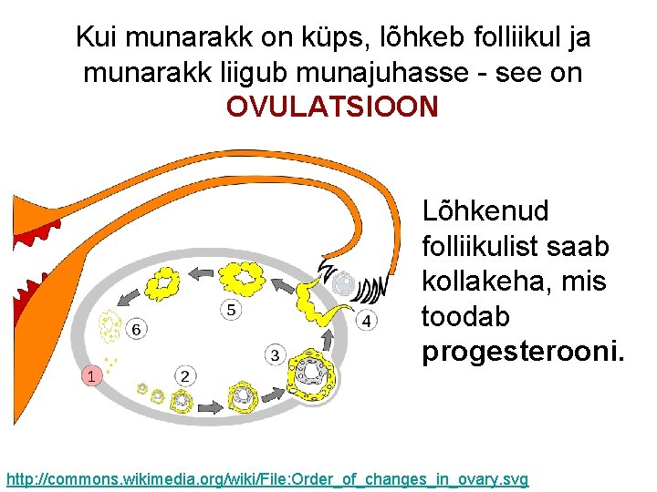 Kui munarakk on küps, lõhkeb folliikul ja munarakk liigub munajuhasse - see on OVULATSIOON