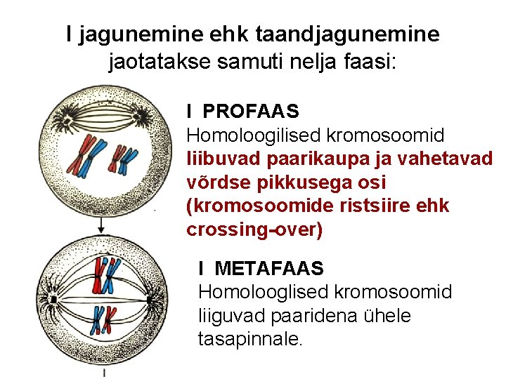 I jagunemine ehk taandjagunemine jaotatakse samuti nelja faasi: I PROFAAS Homoloogilised kromosoomid liibuvad paarikaupa
