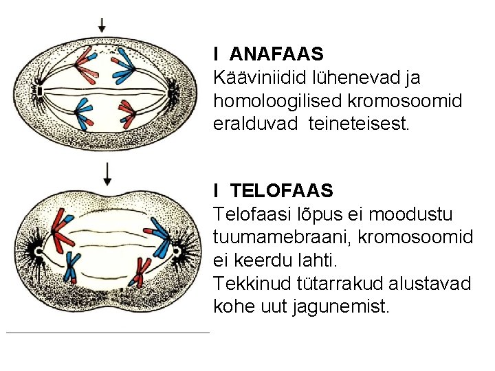 I ANAFAAS Kääviniidid lühenevad ja homoloogilised kromosoomid eralduvad teineteisest. I TELOFAAS Telofaasi lõpus ei