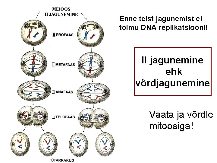 Enne teist jagunemist ei toimu DNA replikatsiooni! II jagunemine ehk võrdjagunemine Vaata ja võrdle