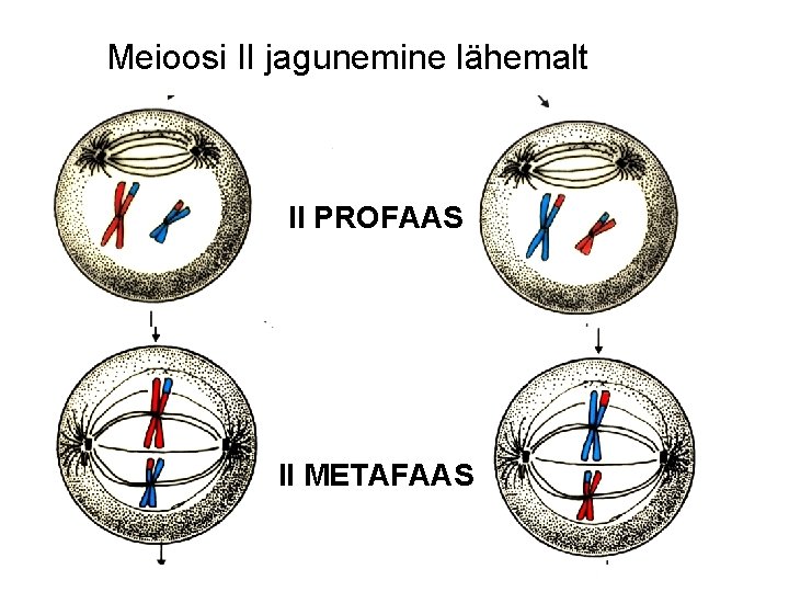 Meioosi II jagunemine lähemalt II PROFAAS II METAFAAS 