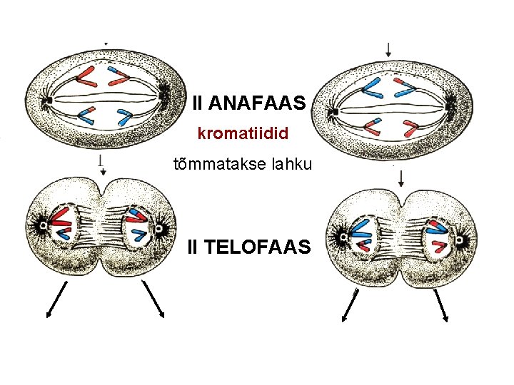 II ANAFAAS kromatiidid tõmmatakse lahku II TELOFAAS 