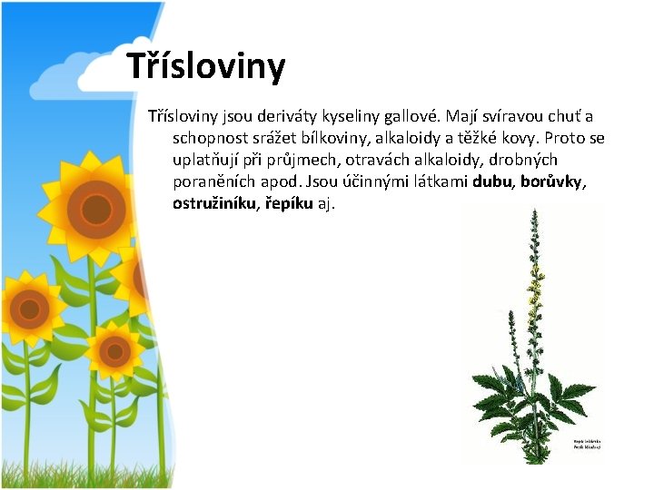 Třísloviny jsou deriváty kyseliny gallové. Mají svíravou chuť a schopnost srážet bílkoviny, alkaloidy a