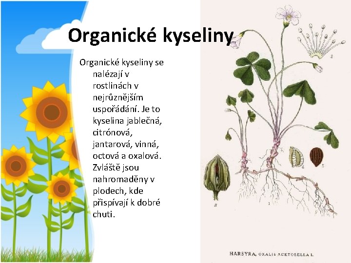 Organické kyseliny se nalézají v rostlinách v nejrůznějším uspořádání. Je to kyselina jablečná, citrónová,