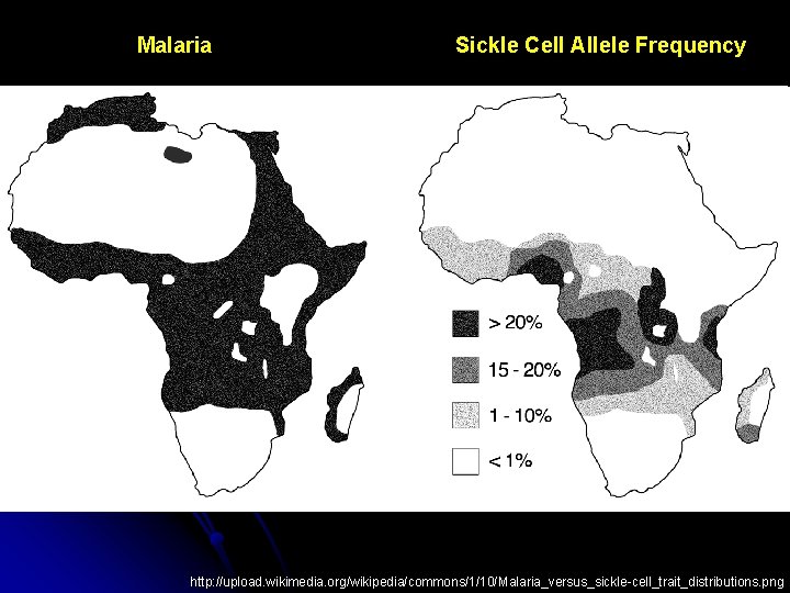 Malaria Sickle Cell Allele Frequency http: //upload. wikimedia. org/wikipedia/commons/1/10/Malaria_versus_sickle-cell_trait_distributions. png 