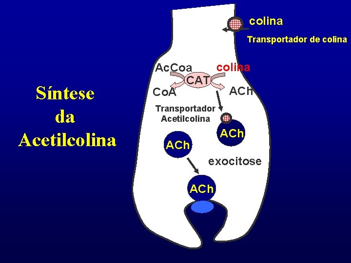 colina Transportador de colina Síntese da Acetilcolina Ac. Coa CAT ACh Co. A Transportador