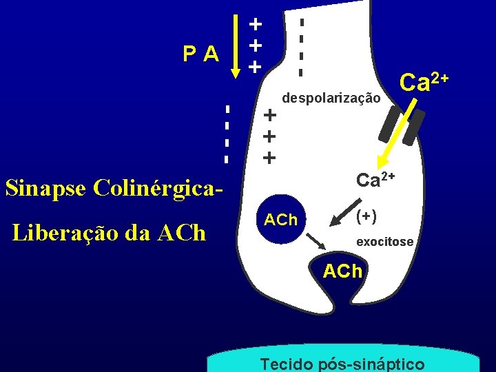 ---- +++ PA +++ ---- despolarização Ca 2+ Sinapse Colinérgica. Liberação da ACh Ca
