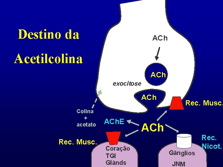 Destino da ACh Acetilcolina ACh exocitose ACh Colina + acetato Rec. Musc. ACh. E