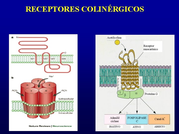 RECEPTORES COLINÉRGICOS 