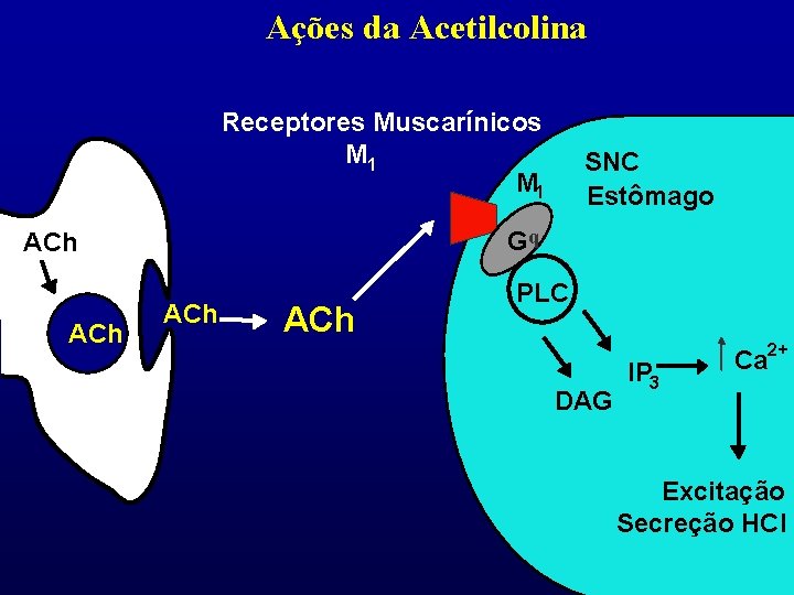 Ações da Acetilcolina Receptores Muscarínicos M 1 Gq ACh SNC Estômago ACh PLC DAG