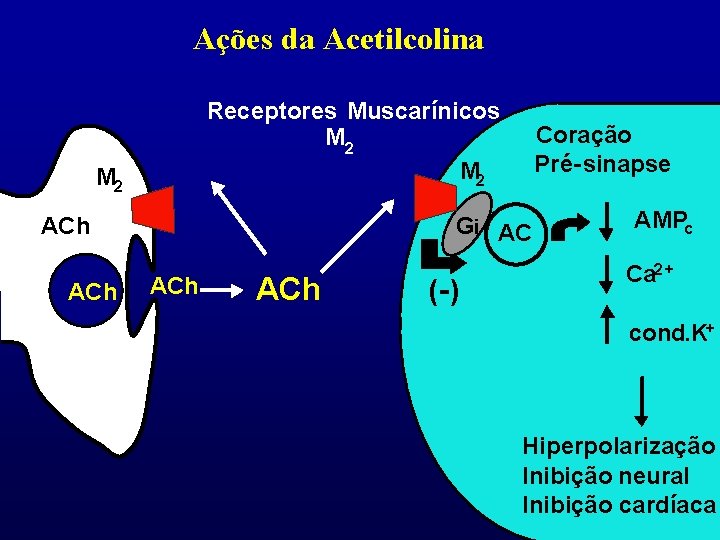 Ações da Acetilcolina Receptores Muscarínicos M 2 M 2 ACh Coração Pré-sinapse Gi AC