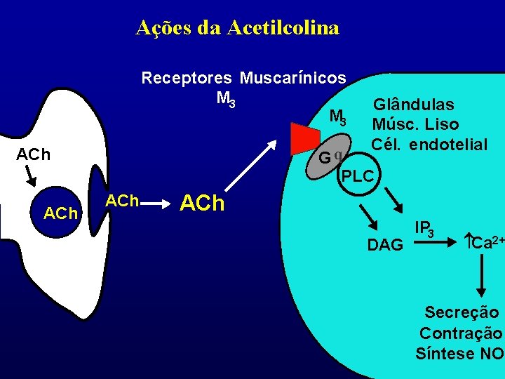 Ações da Acetilcolina Receptores Muscarínicos M 3 Gq PLC ACh Glândulas Músc. Liso Cél.