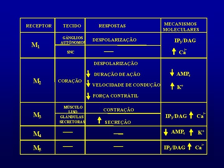 RECEPTOR M 1 TECIDO G NGLIOS AUTÔNOMOS RESPOSTAS DESPOLARIZAÇÃO MECANISMOS MOLECULARES IP 3 /DAG