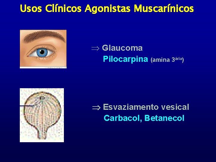 Usos Clínicos Agonistas Muscarínicos Þ Glaucoma Pilocarpina (amina 3ária) Esvaziamento vesical Carbacol, Betanecol 