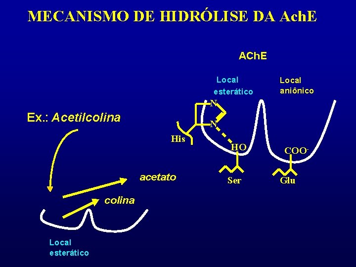 MECANISMO DE HIDRÓLISE DA Ach. E ACh. E Local esterático Local aniônico N Ex.