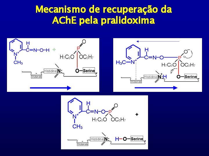 Mecanismo de recuperação da ACh. E pela pralidoxima + 