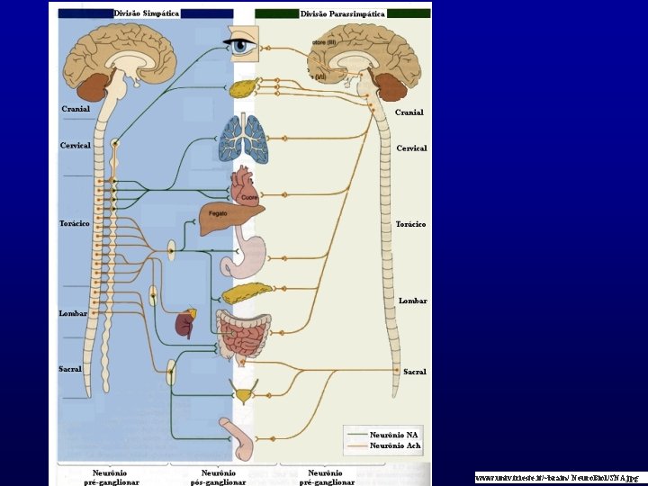 www. univ. trieste. it/~brain/ Neuro. Biol/SNA. jpg 