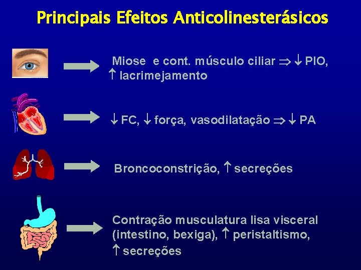 Principais Efeitos Anticolinesterásicos Miose e cont. músculo ciliar PIO, lacrimejamento FC, força, vasodilatação PA