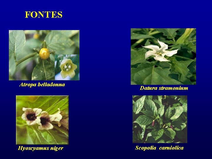 FONTES Atropa belladonna Hyoscyamus niger Datura stramonium Scopolia carniolica 