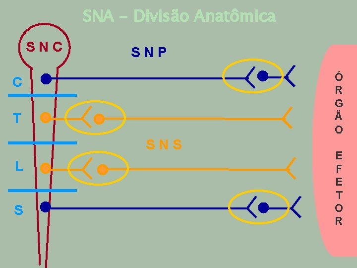 SNA - Divisão Anatômica SNC SNP Ó R G Ã O C T SNS