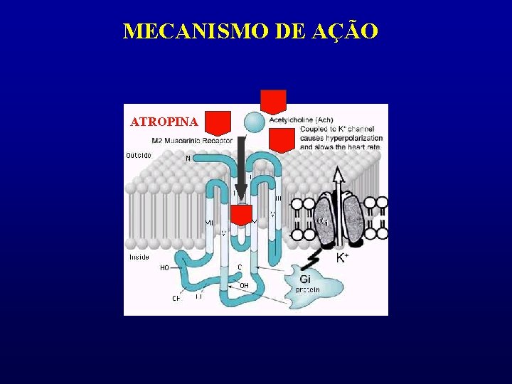 MECANISMO DE AÇÃO ATROPINA 